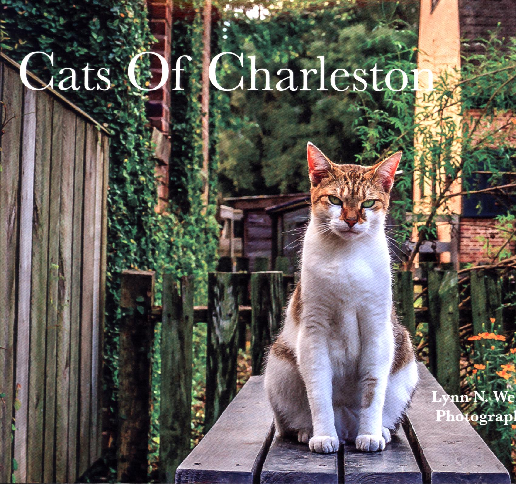 CATS&nbsp;OF CHARLESTON.